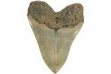 Fossil Megalodon Tooth - North Carolina #204562-2